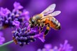 © Sanchai - Bees on lavender, purple blooms, humming activity bring a calming energy to any garden