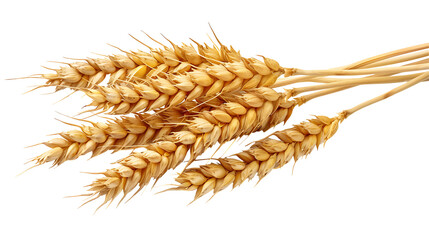 fresh wheat ears on a transparent background