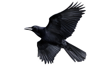 Wall Mural - Beautiful black raven, crow in flight isolated on white background