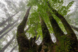 © ADDICTIVE STOCK - Misty treetops in Belaustegi forest, Basque Country