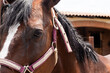 © ADDICTIVE STOCK - Close-up of a horse with pink halter at equestrian center