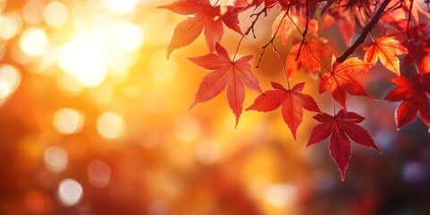 Wall Mural - Autumn background with orange fall leaves. Garden scene on fall season with bright shiny sun ray and maple tree