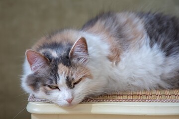 Portrait of pretty tricolor kitty