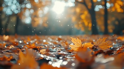 Wall Mural - Autumn background with orange fall leaves. Garden scene on fall season with bright shiny sun ray and maple tree