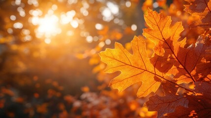 Wall Mural - Autumn background with orange fall leaves. Garden scene on fall season with bright shiny sun ray and maple tree