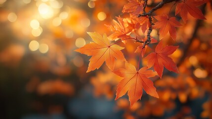 Wall Mural - Autumn background with orange fall leaves. Garden scene on fall season with bright shiny sun ray and maple tree