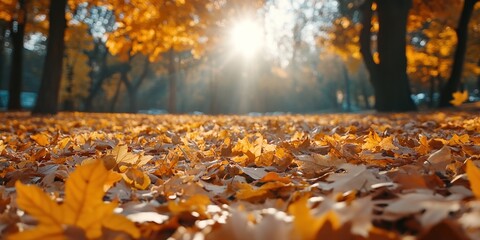 Wall Mural - Autumn background with orange fall leaves. Garden scene on fall season with bright shiny sun ray and maple tree