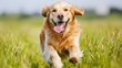 © JP STUDIO LAB - A golden retriever running through a field of tall grass, tongue out, joyfully