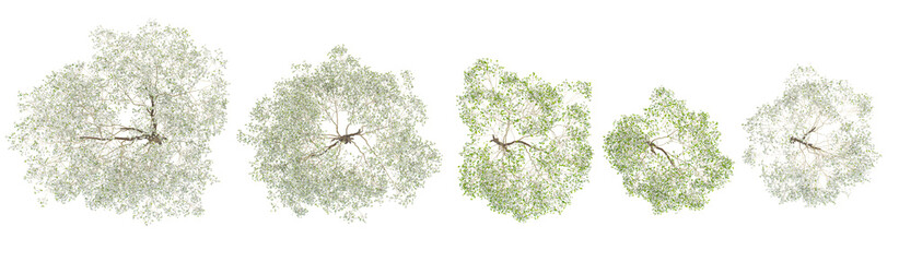 top view of floweing white dogwood trees isolated on white background
