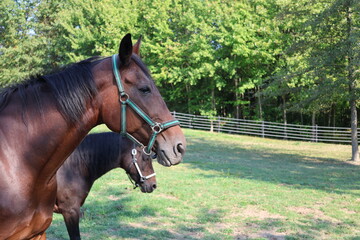 portrait of a horse