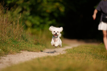 Girl throws a stick to the dog in natural park of Town. Woman in blue dress walking with dog