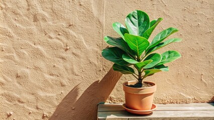 Poster - A potted plant casting a shadow on a textured wall.