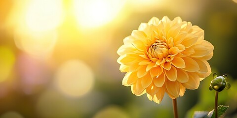 Wall Mural - A yellow dahlia flower with a blurred background and sunlight shining through the petals