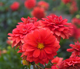 Beautiful close-up of a red dahlia flower