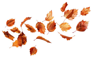 Wall Mural - png autumn chestnut leaves flying plant leaf tree.