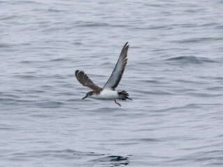 Manx shearwater, Puffinus puffinus