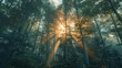 © Alina Tymofieieva - Sunlight streaming through tall trees in a peaceful forest at dawn