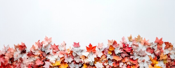 Wall Mural - autumn background with branches and leaves isolated on white background, copy space for text, card, banner or wallpaper 