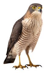 Poster - Buzzard animal bird accipiter.