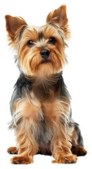 Poster - PNG Yorkshire terrier mammal animal dog.