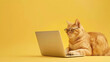 © Vilma - orange cat with glasses looking at laptop on yellow background, sitting behind a computer, serious cat working as IT, social media manager, cat looking for best food prices, deals