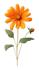 Wall Mural - PNG Mexican sunflower petal plant daisy.