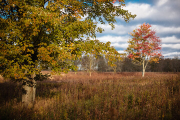 Lit by the morning sunshine, the red leaves of the distant maple tree stand out against the grey, cloudy sky within the Pike Lake Unit, Kettle Moraine State Forest, Hartford, Wisconsin in October