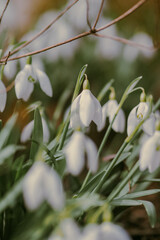 White spring flowers