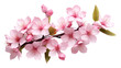 © Rawpixel.com - PNG Flower blossom plant transparent background.