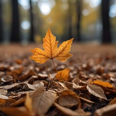 Wall Mural - autumn leaves on the ground