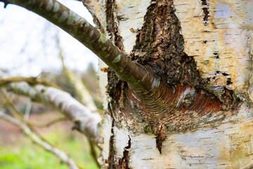 tree in the forest