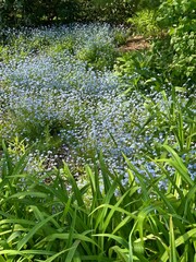 Flower patch 