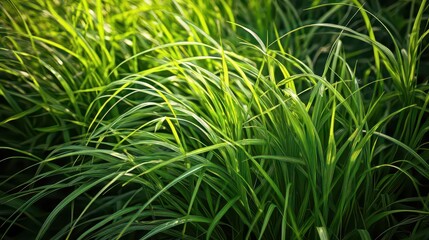 lush green grass closeup sunlit blades with intricate texture details