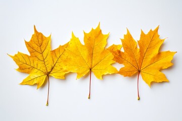 Wall Mural - The yellow poplar leaf of autumn isolated on a white background