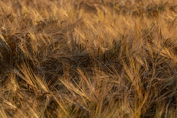 Barley ears ready to be harvested, in golden summer light