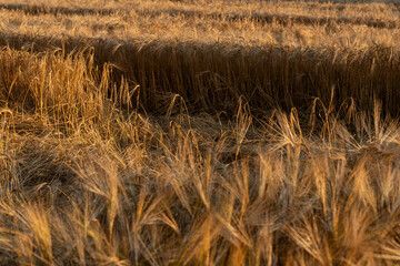 Barley ears ready to be harvested, in golden summer light