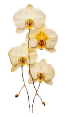 Wall Mural - PNG Real pressed orchid flowers on the white background