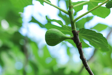 Unripe green figs on the branch.