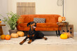 © Pixel-Shot - Cute Dobermann dog with Halloween pumpkins lying at home
