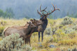 © Danita Delimont - Bull elk protecting his cows from rival bull, Wyoming, USA