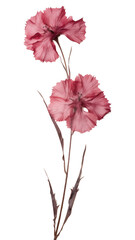 Canvas Print - PNG Dianthus flower plant wall.