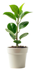 PNG Office desk mini plant leaf white background beginnings.