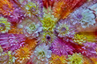 © Danita Delimont - USA, Washington State, Sammamish. Dahlia grouping flower pattern and design