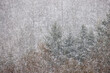 © Danita Delimont - USA, Washington State. Snow falling on hardwoods and evergreen trees