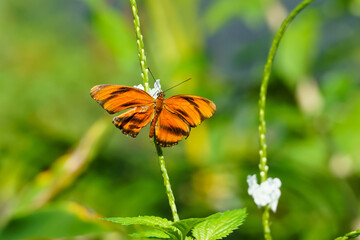 Wall Mural - Banded orange butterfly in garden Aruba