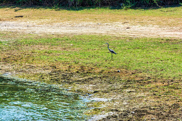 Wall Mural - Heron standing by the shore of Lake Kerkini