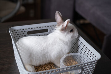 A domestic white rabbit with gray ears in a home environment