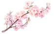 © jing - a branch of pink cherry blossom