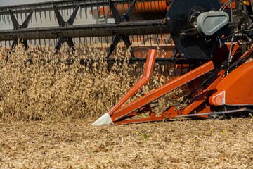 Combine harvester harvesting soybeans during fall harvest season. Soybean farming, agriculture labor and farm equipment concept.