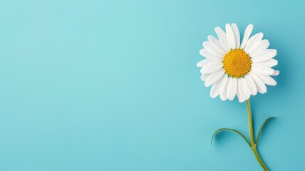 Wall Mural - Single white daisy on pale blue background